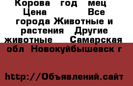 Корова 1 год 4 мец › Цена ­ 27 000 - Все города Животные и растения » Другие животные   . Самарская обл.,Новокуйбышевск г.